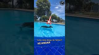 This woman find a cow swimming in his pool | But what she did next 😱🫡 #respect #shorts #ytshorts