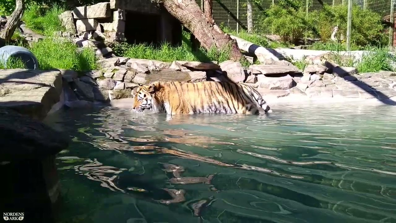 Bathing amur tiger at Nordens Ark