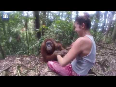 Video Đười ươi giữ rịt tay cô gái, định 