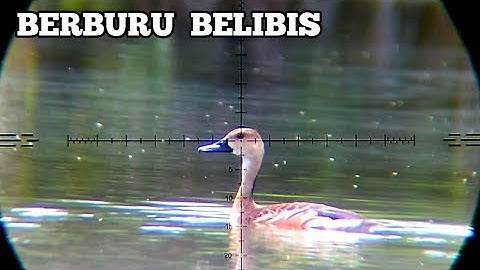GILA❗MENEMUKAN SARANGNYA BELIBIS MELIMPAH. BERBURU BELIBIS || BORNEO SLUG