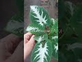 syngonium wendlandii round form WWW.OKANOKA.COM #syngonium #syngoniumwendlandii