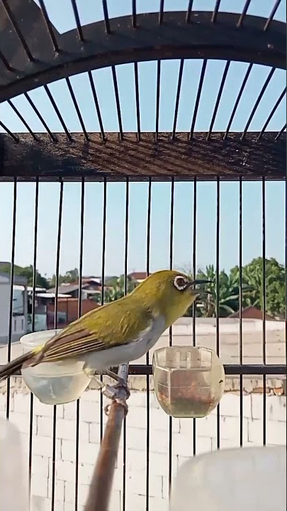Pleci Buxto Gunung salak ngalas nembak isian