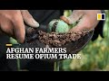 Opium trade blooms in afghanistan as countrys economy wilts after taliban takeover