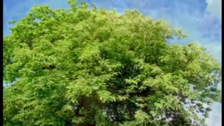 Samuel Maseka - Eyi Wumi Wami Ft. Davies Mulaya