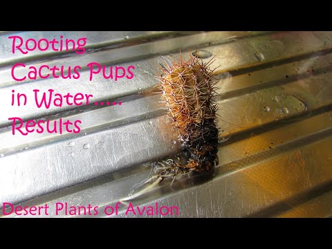 Rooting Echinopsis Cactus Pups In Water Experiment - Results