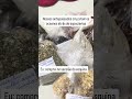 Nossos Antepassados Cruzavam Oceanos por Especiarias… Eu Comprei no Sacolão 😂🌶️ #Humor #Curios