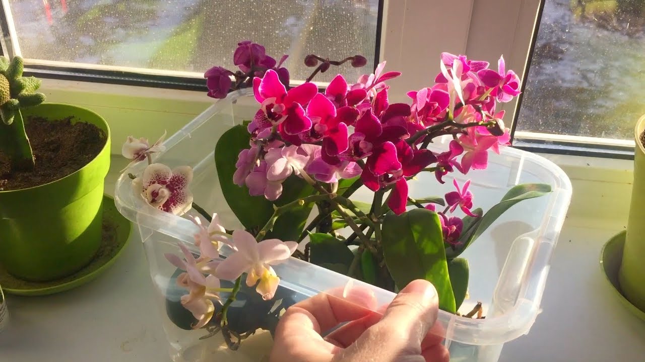 орхидеи в шубу укутываю / чтобы не гнили корни орхидей