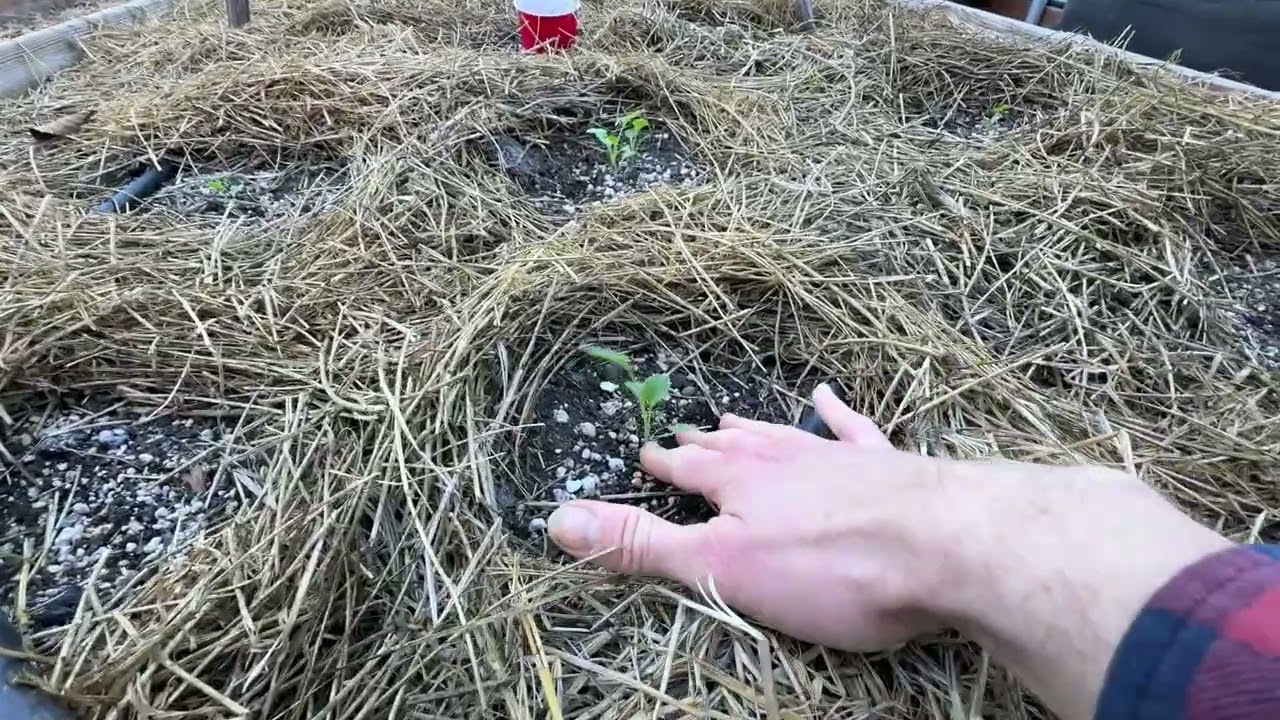 Mid-Fall Greenhouse Garden Tour - growing veggies and citrus where it snows