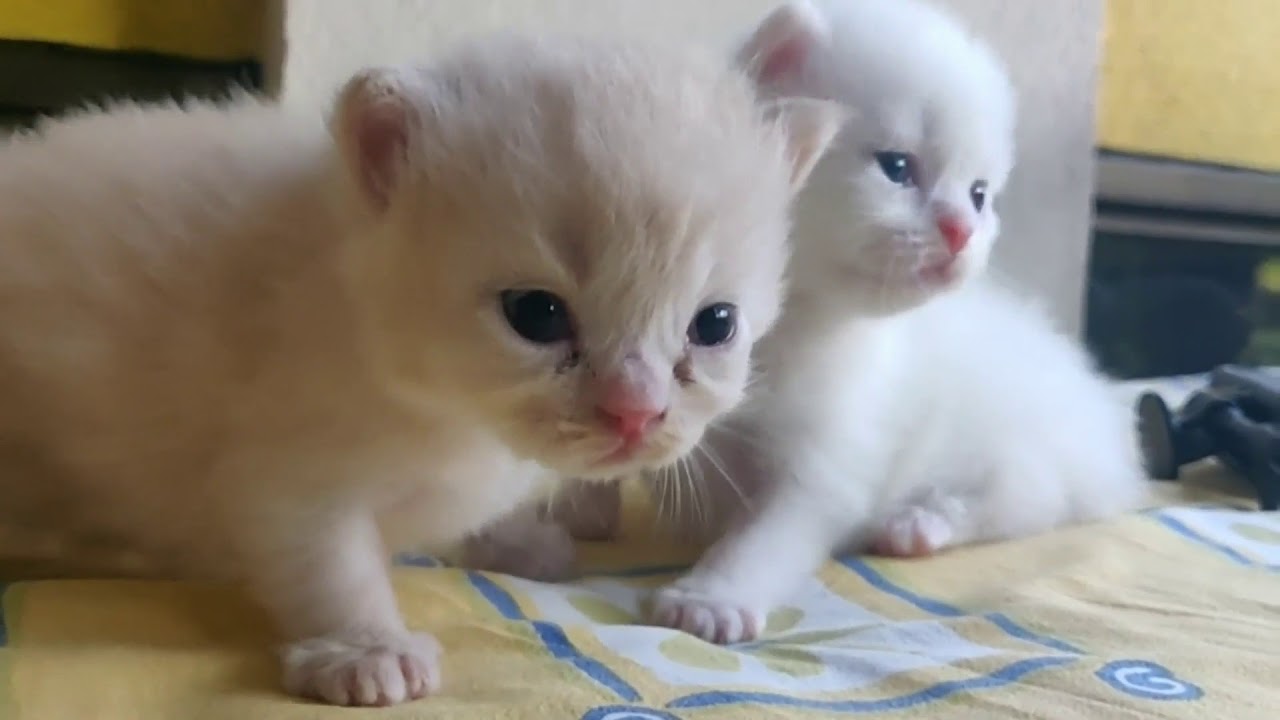 cute kitten compilation - YouTube