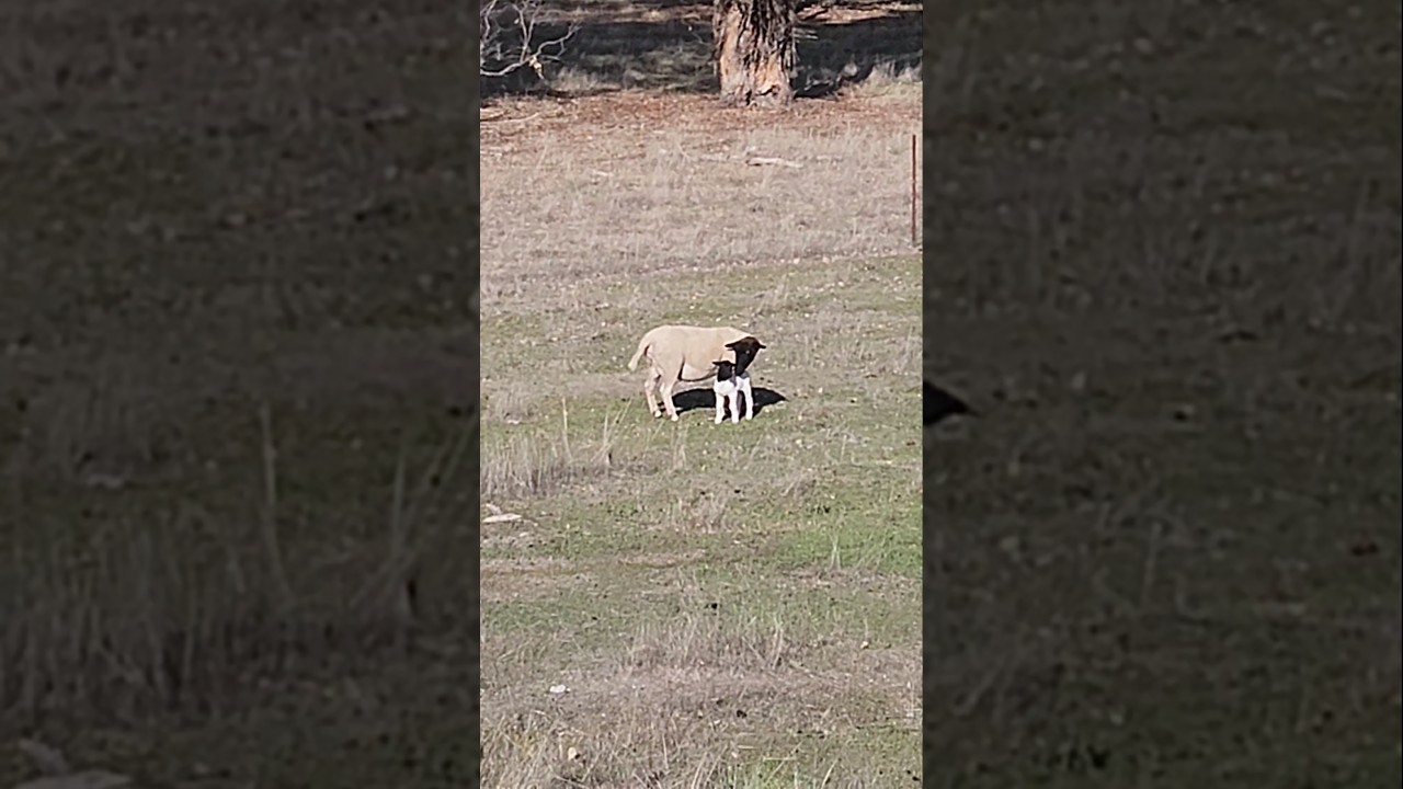 Lambing Season Begins 
