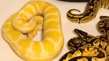 Male ball python collection update 3/13/14