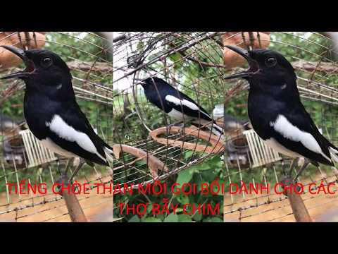 Video CHÒE THAN MỒI GỌI BỔI CỰC HAY- dành cho thợ bẫy chòe... - youtube