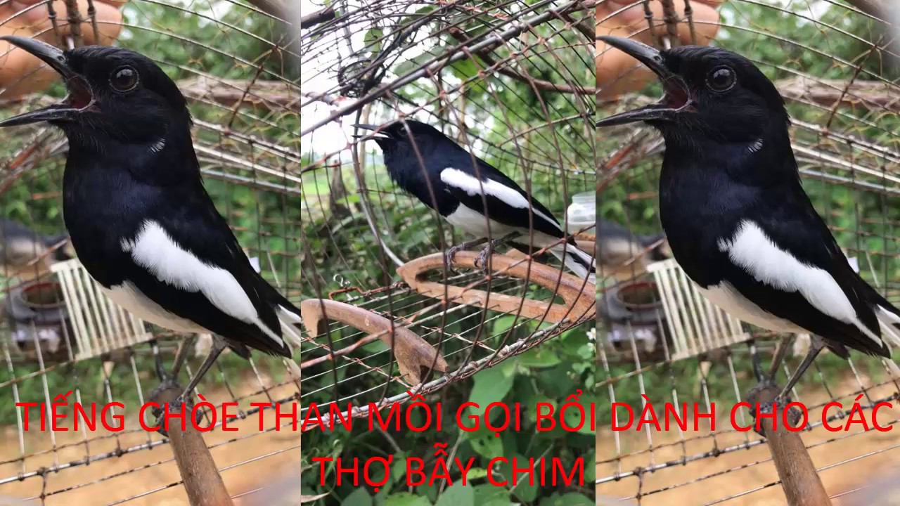 CHÒE THAN MỒI GỌI BỔI CỰC HAY- dành cho thợ bẫy chòe than