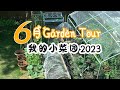 6月菜园TOUR | 一起参观我的小菜园  | 2023年我的小菜园 | garden tour | 2023 vegetable garden tour