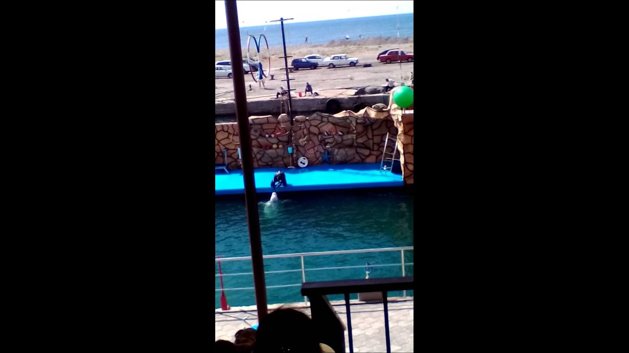 Белуха самый красивый дельфин!!!