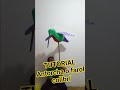 tutorial Antorcha o farol colibrí