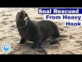 Seal Rescued from Heavy Hook