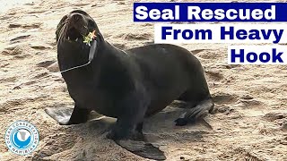 Seal Rescued from Heavy Hook