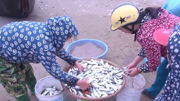 NGƯ DÂN THANH HÓA TRÚNG ĐẬM MÙA CÁ TRÍCH