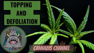 HOW TO TOP, PRUNE, AND DEFOLIATE FOR BEGINNERS