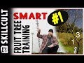 Smart Fruit Tree Training #1: One Year Whips or Maidens, Disbudding and Notching