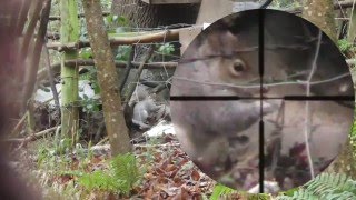 Pest Control with Air Rifles - Squirrel Shooting - Two Sessions from Bro.(Two sessions from the end of last year at the same location with Bro on the trigger. Have a watch to see how he gets on! Check out our channel for more videos!, 2016-06-12T03:49:05.000Z)