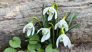 Abc Tv How To Make Snowdrop Flower With Pipe Cleaner - Craft Tutorial