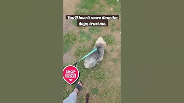 Hands-free dog leash game changer for walks #dog #fok
