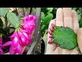 ghép cây hoa tiểu quỳnh để có chậu hoa đẹp p2 | Grafting trees to have a beautiful flower pot p2