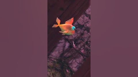 How to elevator climb Gorilla Tag VR #gorillatag #oculus #oculus2 #vr #oculusquest2 #gtag #monke