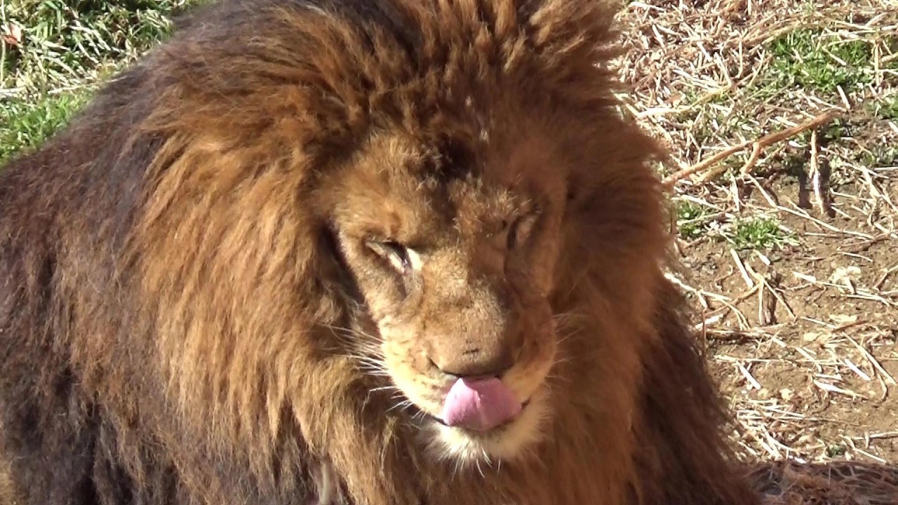 もはや猫😻】ライオンさんが可愛い❤ Cute lion #538【Cute animal