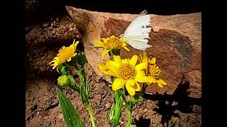 cabbage white #butterfly in #slowmotion