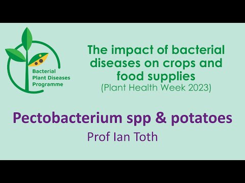 Video: Potato Blackleg-informatie: tips voor het behandelen van Dickeya Blackleg of Potatoes