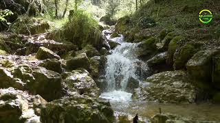 Relaxing sound of flowing water and birds chirping in nature, for relaxation, calming the mind,