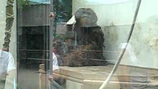 Orangutan en el Zoológico de Chapultepec