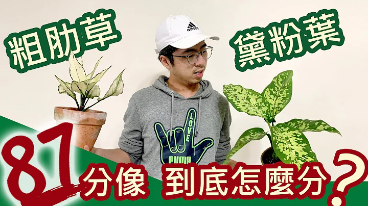 粗肋草、黛粉葉 87分像！到底怎麼分？  |宅栽| - 天天要聞