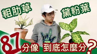 粗肋草、黛粉葉 87分像！到底怎麼分？  |宅栽|