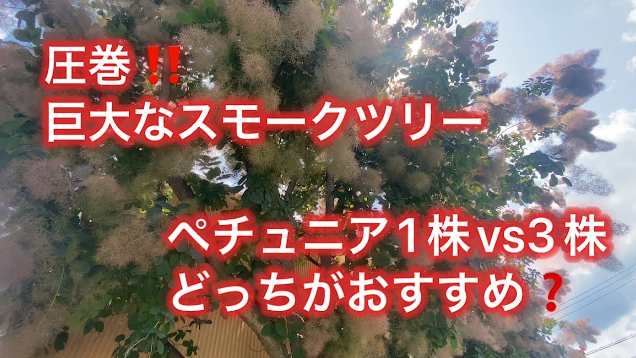 Spectacular‼️ Giant Smoke Tree] [Petunias: 3 plants vs. 1 plant