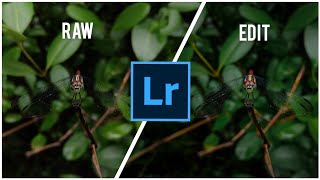 Lathrecista asiatica dragonfly photo editing in Lightroom Mobile | Nature | Mobile Photography screenshot 5