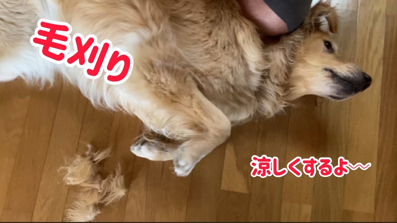 ゴールデンレトリバーの毛刈り Youtube