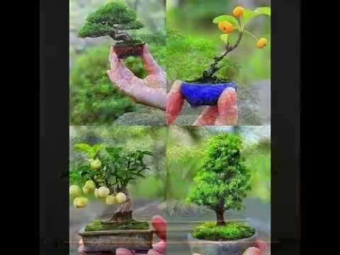 Very nice pot trees / Очень хороший банк деревья / ძალიან ლამაზი ქოთნის ხეები