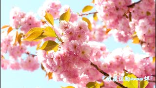 ｢long awaited spring🌸｣