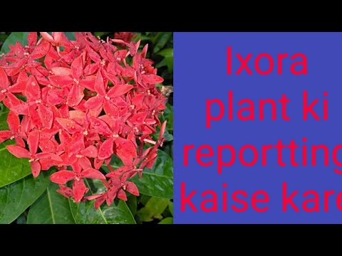  video phone Ixora plant ki repotting kaise kare