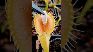 Feeding a moth to a Venus Flytrap #carnivorousplants #shortsvideo @CarnivorousCorner