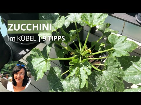 Video: Wächst Zucchini im Topf?