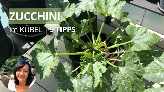 Zucchini im Kübel anbauen - die wichtigsten Tipps von der Aussaat bis zur Ernte