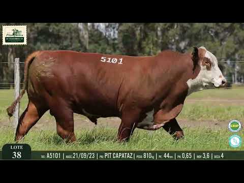 LOTE 38 - A5101