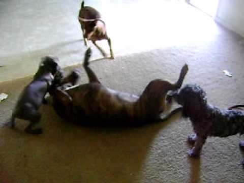 PIT ATTACKED BY 3 FEROCIOUS DOGS