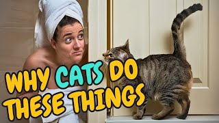 Cat Confused? Top 9 Things Humans Do That Baffle Your Kitty / Cat World Academy by Cat World Academy 395 views 3 weeks ago 8 minutes, 6 seconds