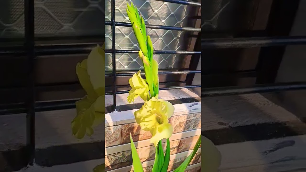 Watch terrace garden home garden gladiolus flower on YouTube Watch terrace garden home garden gladiolus flower on YouTube